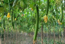 絲瓜高產施肥方法，整地或播種時要充分施入有機肥